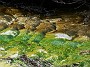 6.49- Arsenic et oxyde de fer se deposent sur le silice
